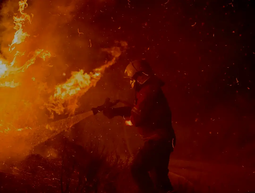 Fogos no Pinhal, Lucro pro capital
